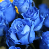 薔薇の花言葉・青色に隠された一目惚れと奇跡のメッセージ