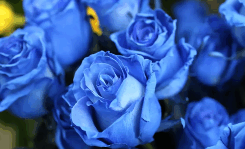 薔薇の花言葉・青色に隠された一目惚れと奇跡のメッセージ