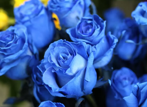 薔薇の花言葉・青色に隠された一目惚れと奇跡のメッセージ